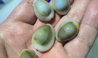 小金环宝螺 小金环宝螺