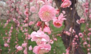 桃花雪的寓意和象征 桃花雪的寓意和象征