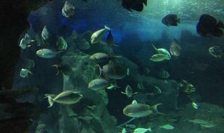 长沙海底世界在哪里 长沙海底世界在哪里